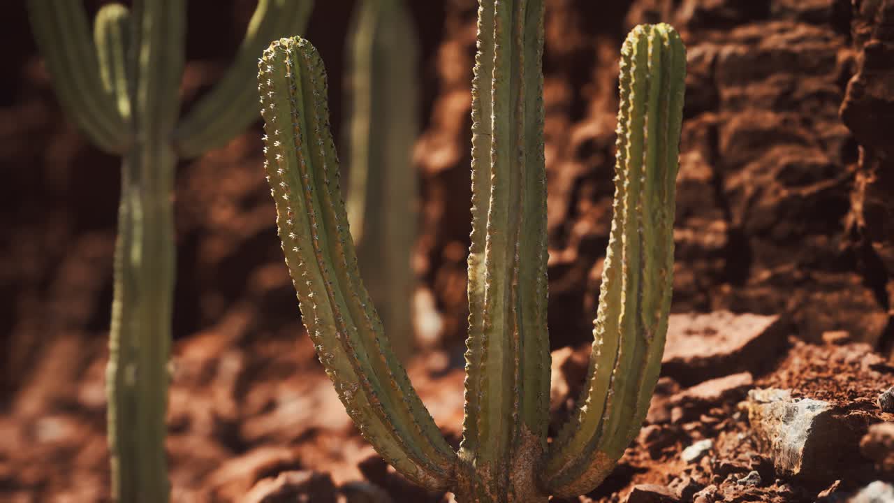 cactus en el desierto de arizona cerca de piedras de roca roja