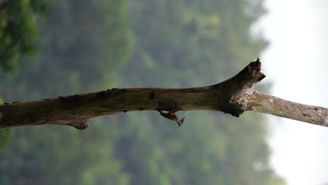 Ein-Weiblicher-Spechtvogel-Betrachtet-Sein-Junges-In-Einem-Nest-In-Einem-Loch-In-Einem-Ast