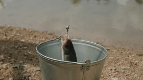 fish in a bucket