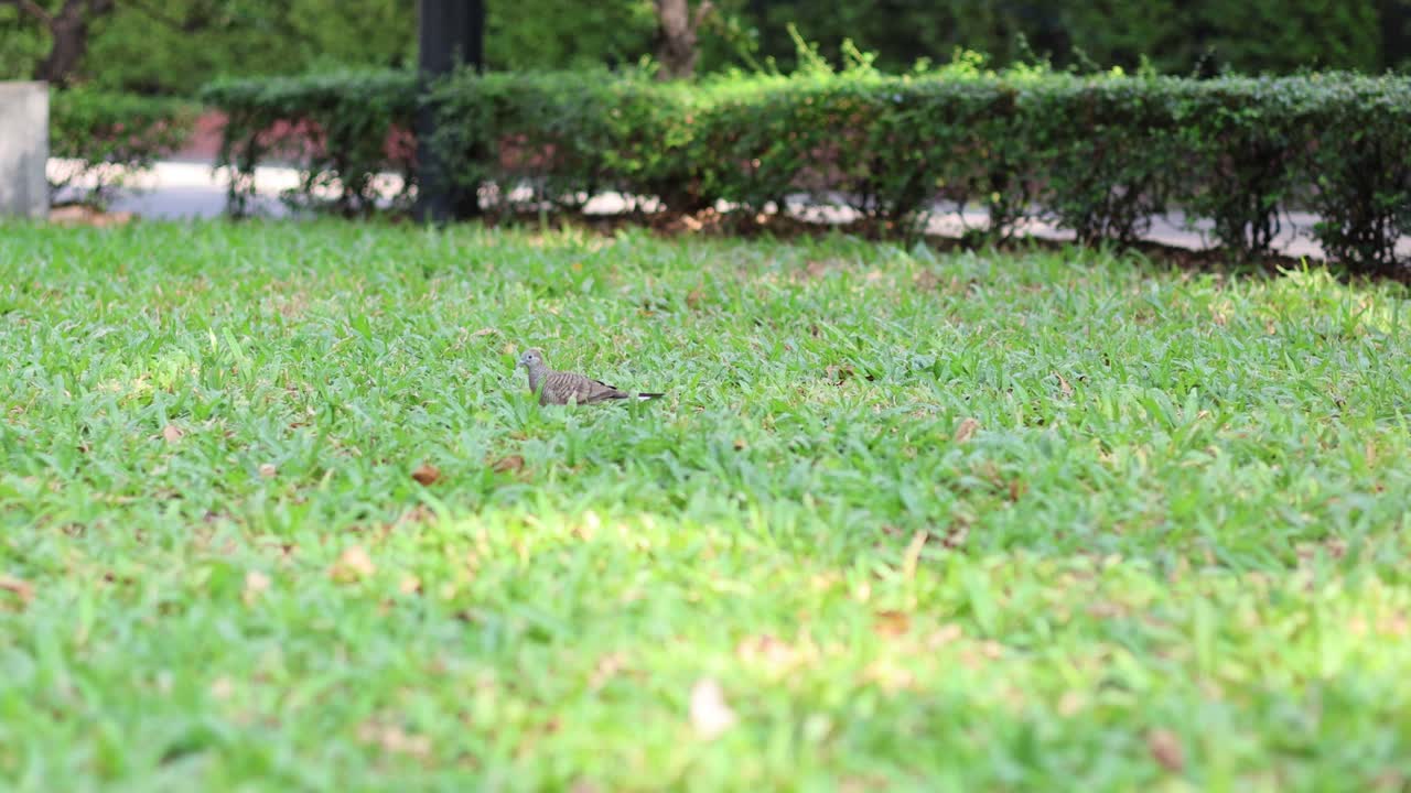 한 새가 풀을 가로질러 움직이고, 아마도 음식을 찾고 있을 겁니다.