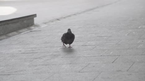 paloma en una acera de la ciudad