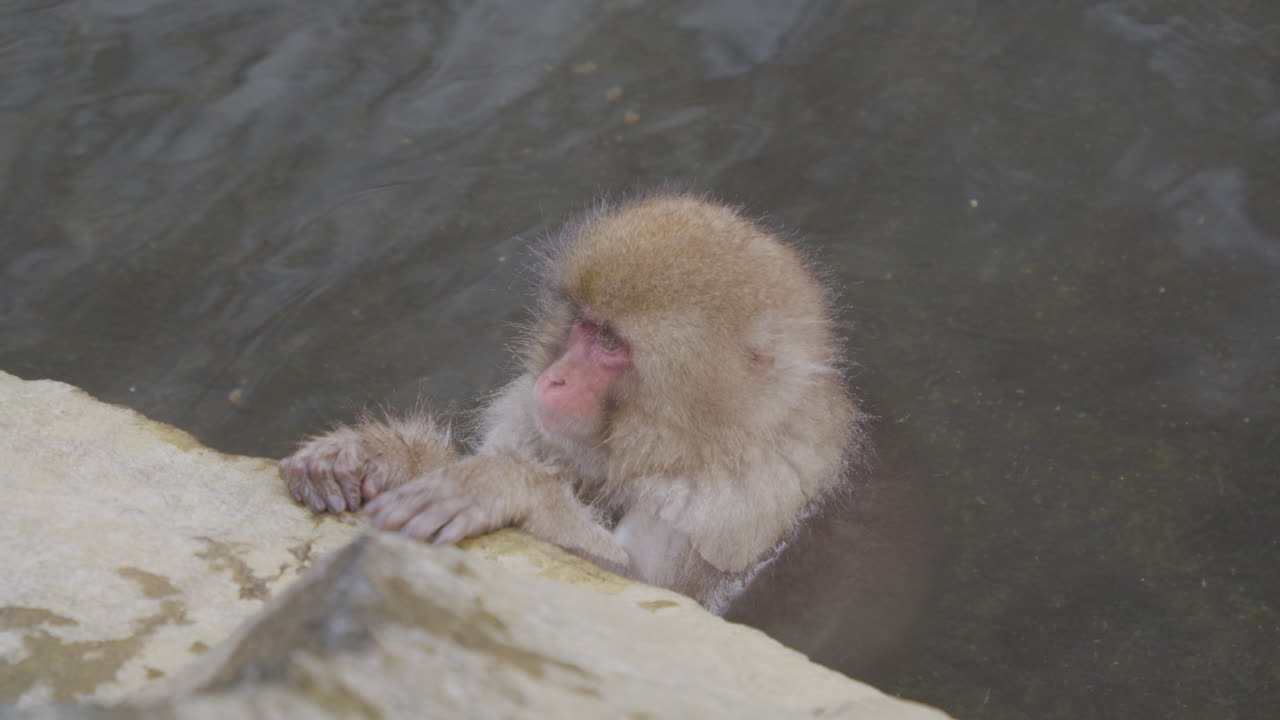 A snow monkey child is bathing in hot springs, Yamanouchi, Japan