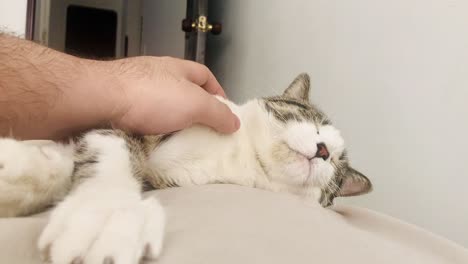 close up shot of a sleeping young male cat being petted by his young owner