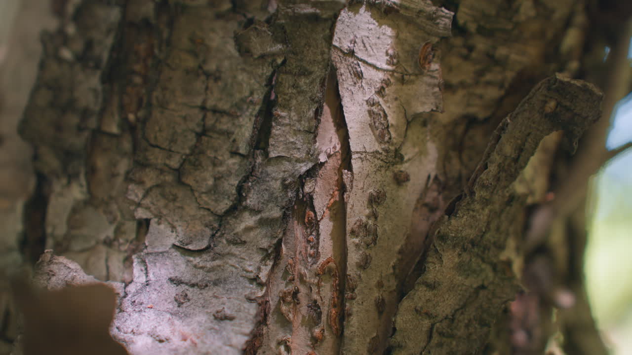 close up view of rough bark tree with two ants moving up and down along textured trunk with blurred side backdrop background, sunlit wood showing natural insect activity and organic forest life