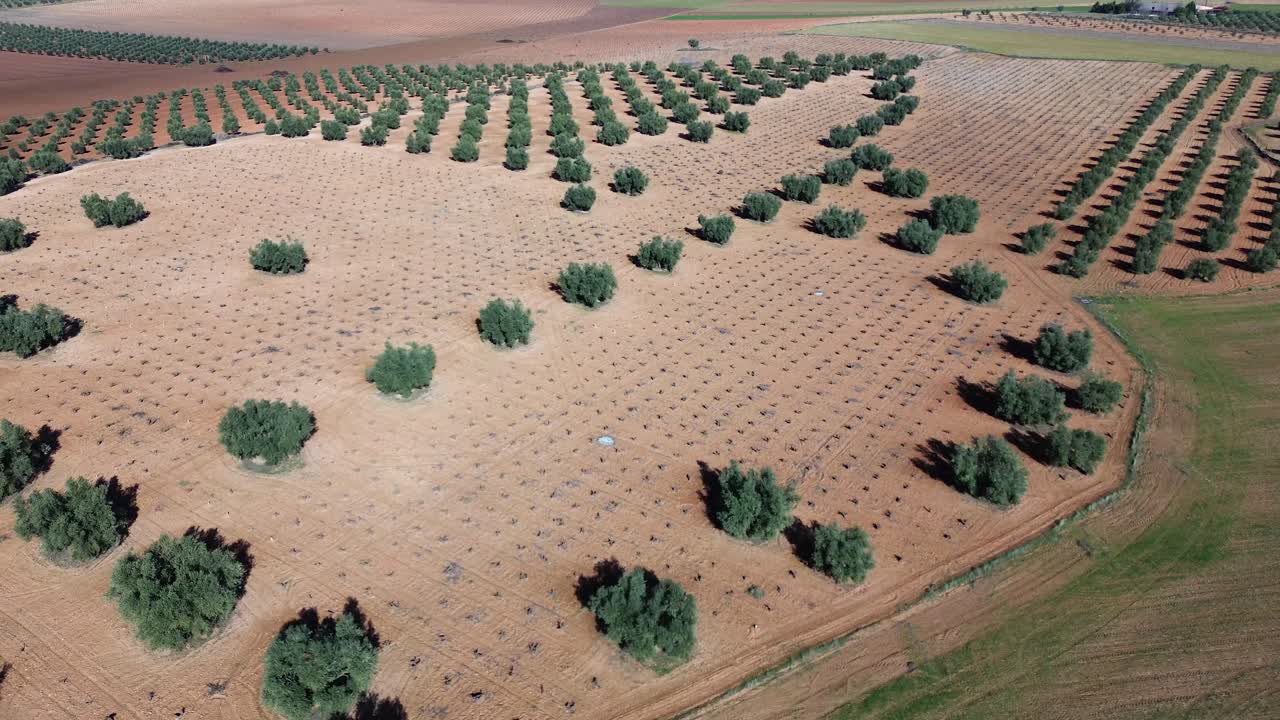⁇ 은 날에 올리브 나무와  ⁇ 은 포도 ⁇ 과 함께 작물 필드의 드론 전망