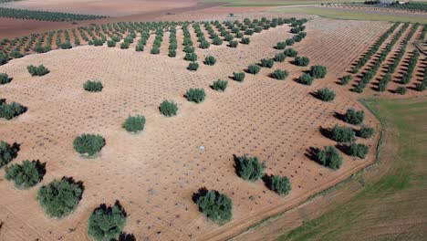 vista de avión no tripulado de campo de cultivos con olivos y viñedo marchito en un día soleado
