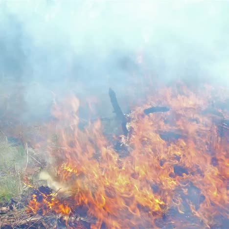 Erstaunliche-Sechswöchige-Zeitrafferaufnahme-Einer-Von-Einem-Waldbrand-Kontrollierten-Verbrennung,-Die-Sich-Durch-Einen-Wald-Bewegt