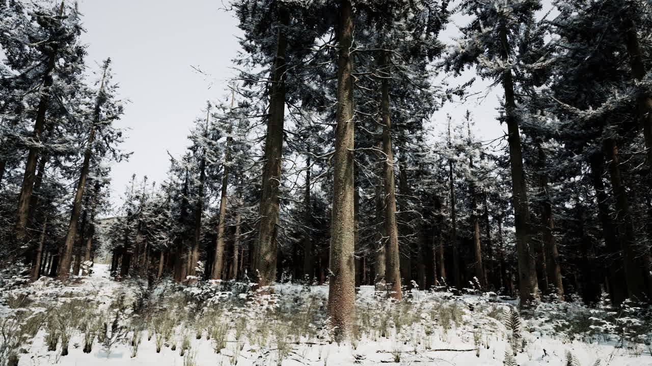 눈 덮인 겨울 숲