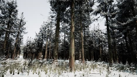 snowy winter forest