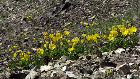 flores amarillas creciendo entre las rocas