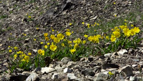 yellow flowers growing among rocks