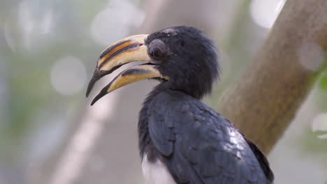 a african pied hornbill perch on a tree branch, close up shot