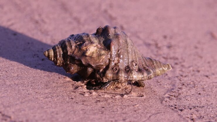 Hermit crab slowly exits its shell on sand