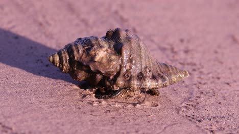 hermit crab slowly exits its shell on sand