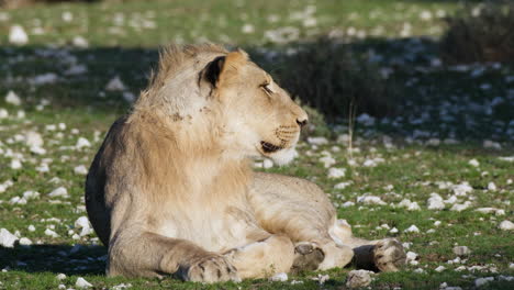 Leona-Descansando-En-La-Sabana-Africana---Vista-Lateral,-Primer-Plano