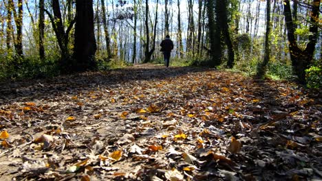 man run forest