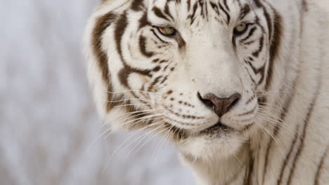 close up tiger licking lips slow motion nature documentary