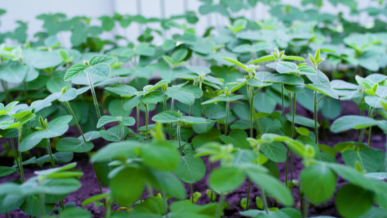 Soybean seedlings growing in a garden