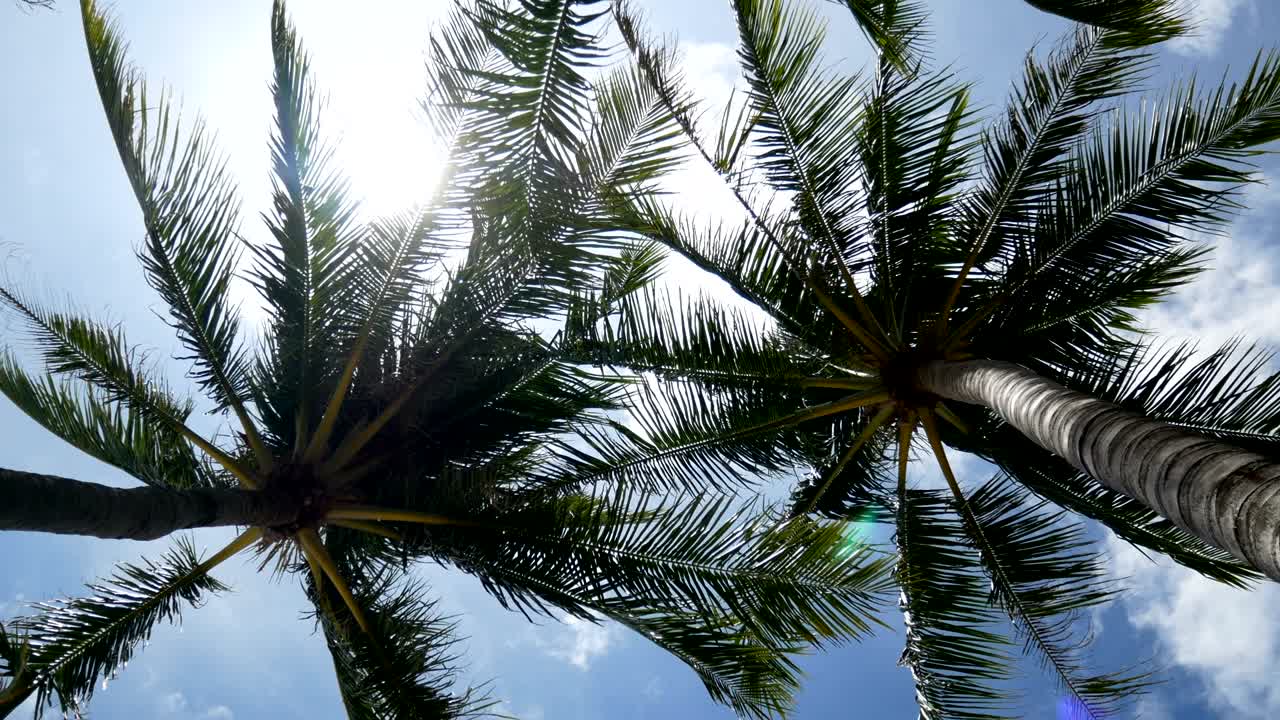 코코 나무 잎이 흔들리는 클로즈업 또는 해가 지은 후 저녁 시간에 바다 바람에서 미드 리브, 루프, 사본 공간과 함께 전면에 수영장.