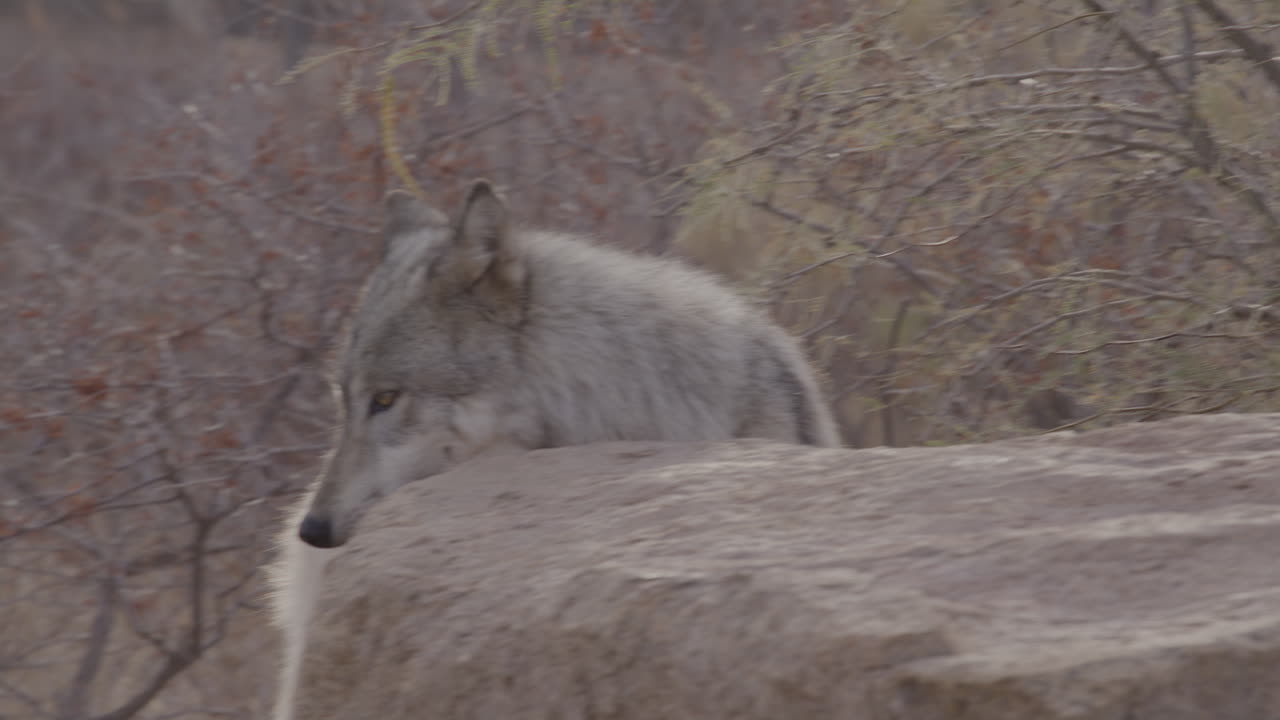 un lobo babeante mirando a su presa
