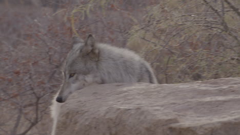 Sabbernder-Wolf,-Der-Seine-Beute-Betrachtet