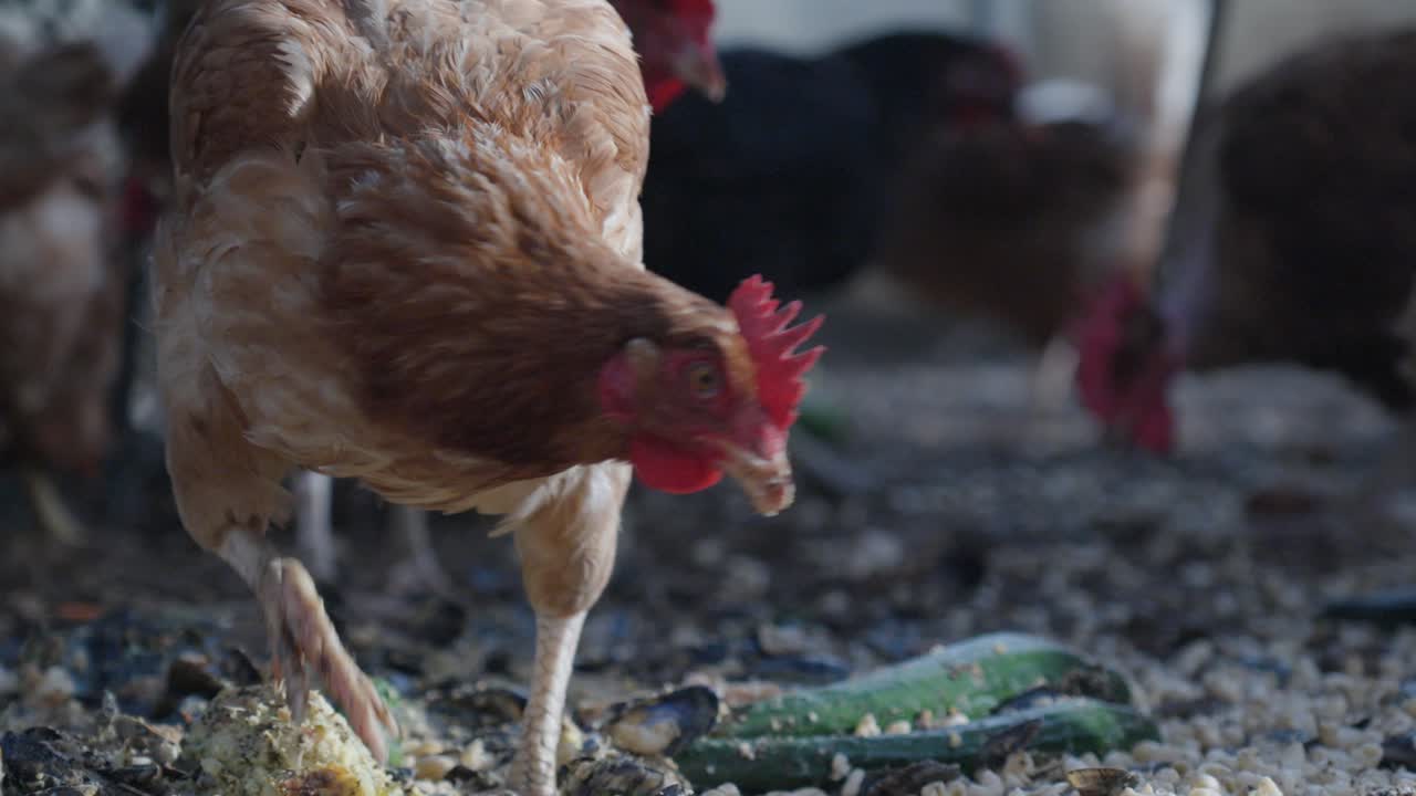Close-up of a Brown Hen Eating on a Farm