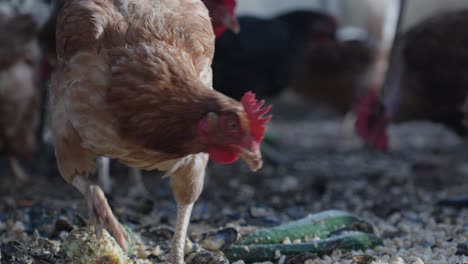 close-up of a brown hen eating on a farm