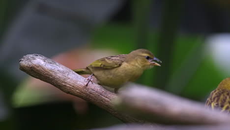 Pájaro-Tejedor-Juvenil-Pidiendo-Comida