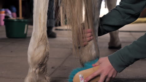 cowgirl brushing horses hind legs.