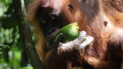 closeup slow motion shot of wild orangutan and her baby eating watermelon in bukit lawang, sumatra, indonesia