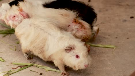 guinea pigs interacting and eating in a zoo