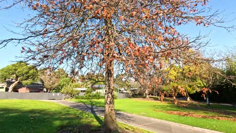 árbol de arce con hojas de otoño en el zoológico de melbourne