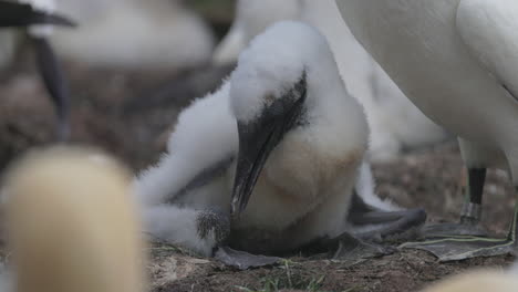 cara de bebé de gannet del norte de cerca en 4k 60 fps cámara lenta tomada en ile bonaventure en percé, quebec, gaspésie, canadá