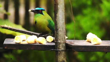 Nahaufnahme-Des-Detaillierten-Andinen-Motmot-Tropischen-Bunten-Vogels-Barranquero-Andino-Passerine,-Der-Banane-Isst