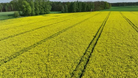 aerial scenic yellow full bloom rapeseed field farm in countryside