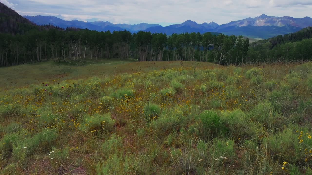 Summer yellow wildflowers Last Dollar Road Ridgway Telluride airport Colorado aerial drone Uncompahgre Forest Mount Sneffels Wilderness Aspen Trees ranchland San Juan Rocky Mountains forward motion