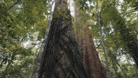 trunk texture with branches and foliage - tilt up shot