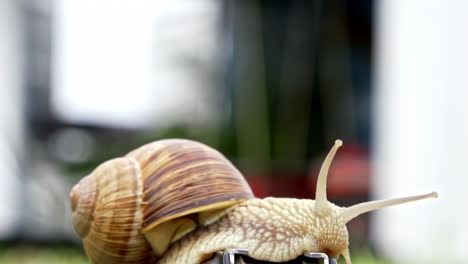 close-up of a snail with a brown shell