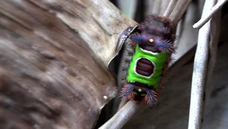 a saddleback caterpillar walks on a leaf in the everglades florida 1