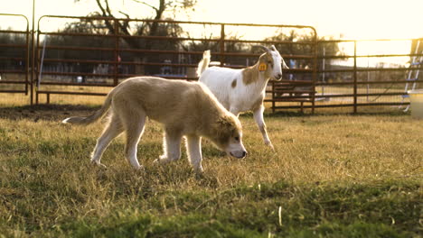 Ziege-Und-Hund-Spielen-Zur-Goldenen-Stunde-Zusammen,-Offene-Momente,-Zeitlupe