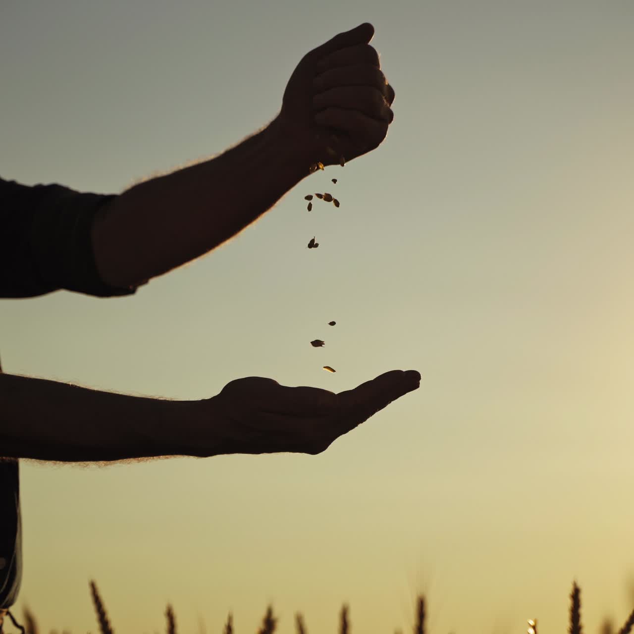 Silhouette of a farmer with grains at sunset. Agriculturist pours seeds in hands and evaluates the quality of grains against the evening sky.