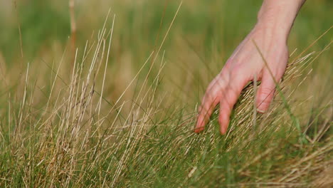 Adult-hand-brushes-through-tall-grass-walking-through-frame,-close-up