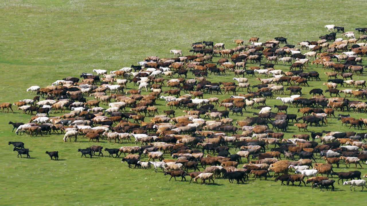 Un grande gregge di pecore che attraversa i pascoli estivi in Kirghizistan. Ripresa aerea con drone