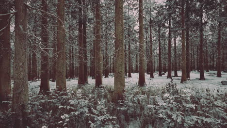 Frozen-winter-forest-in-the-fog