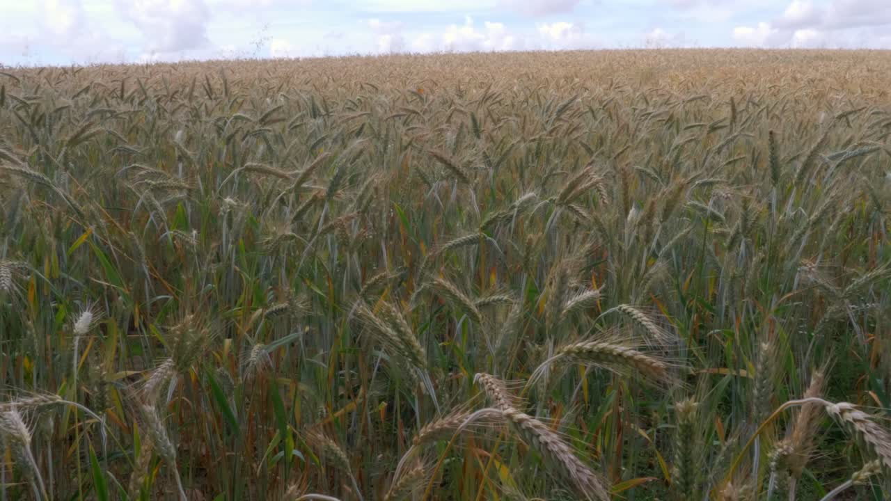 Expansive wheat field with ripening ears of grain gently swaying in the summer breeze. Agricultural landscape showing crops before harvest