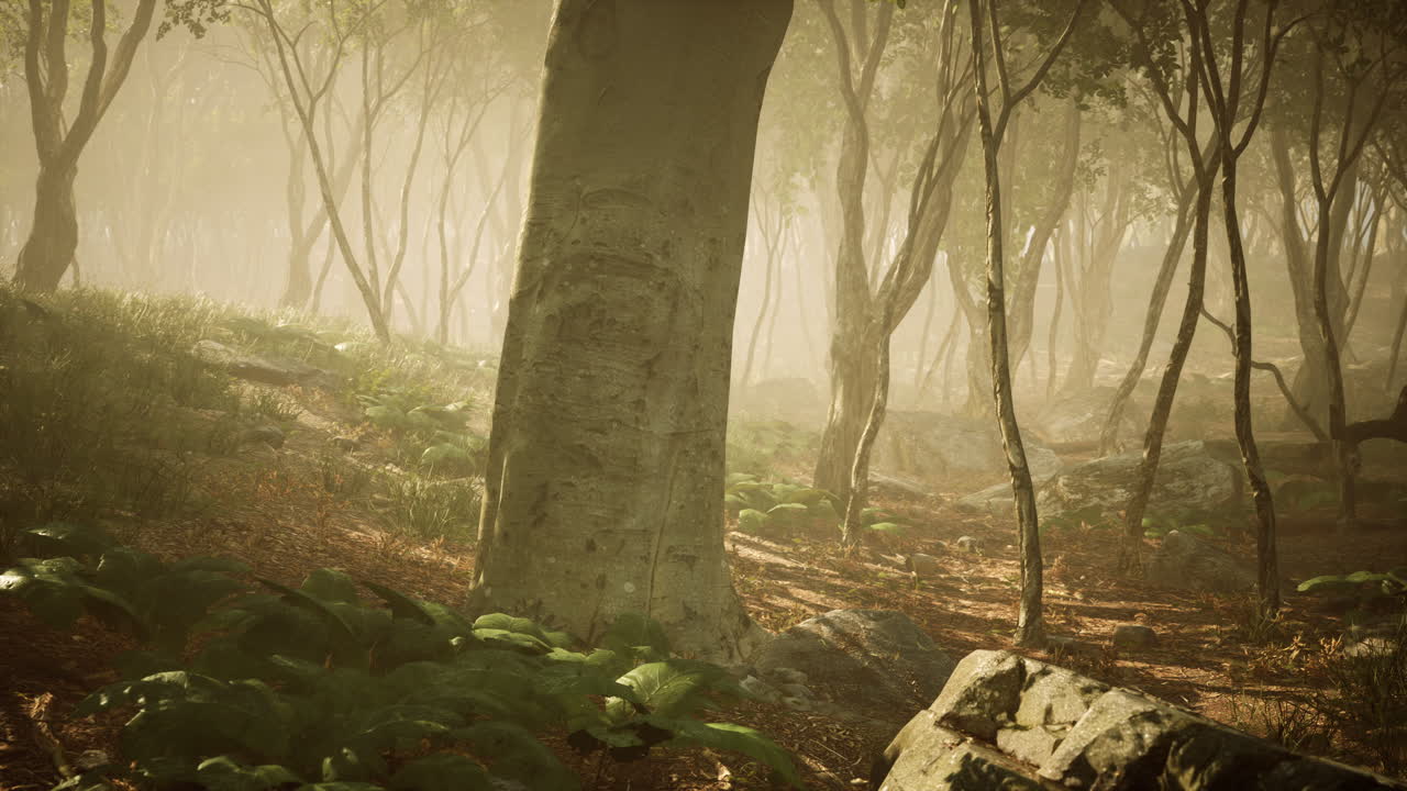escena de un bosque de niebla