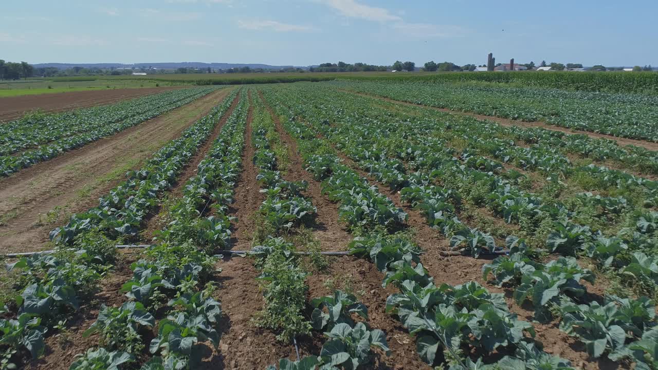 una vista aérea de cerca de las tierras de cultivo amish y el campo con campos de cultivo verdes en un día soleado de verano