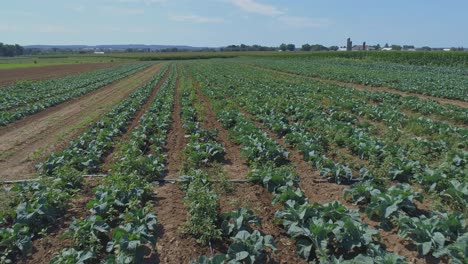 una vista aérea de cerca de las tierras de cultivo amish y el campo con campos de cultivo verdes en un día soleado de verano