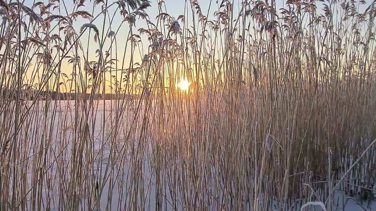 POV-bilde mens en person går gjennom isete siv ved en frossen innsjø ved solnedgang