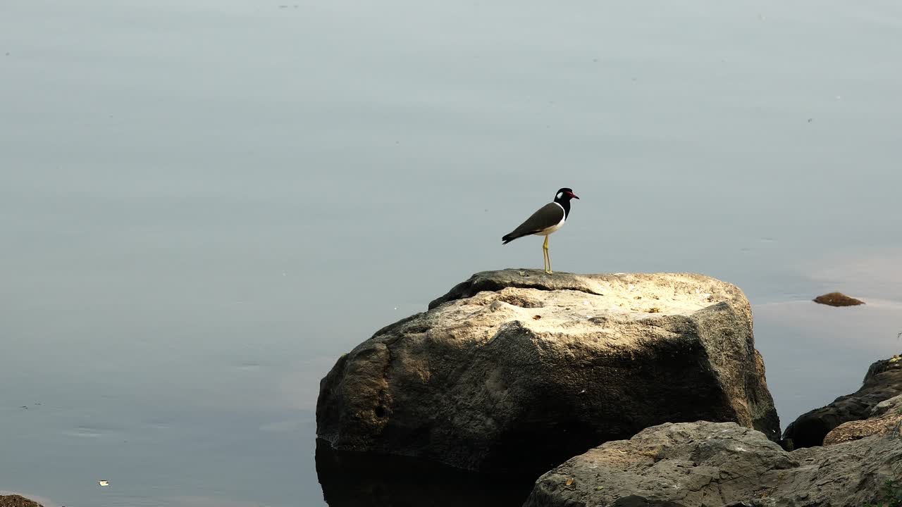 Pavoncella indiana (Vanellus indicus), un trampoliere comune che si trova in aree aperte vicino all'acqua in tutta la Thailandia e l'Asia